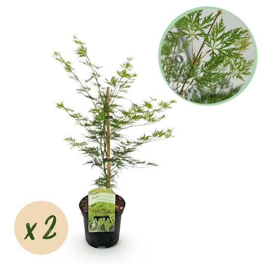 GreenboutiQ - Balkonpflanze - Japanischer Ahorn - Acer palmatum Emerald Lace - Grün - 2 Pflanzen - Laubabwerfend - Topf 19cm Höhe 70cm