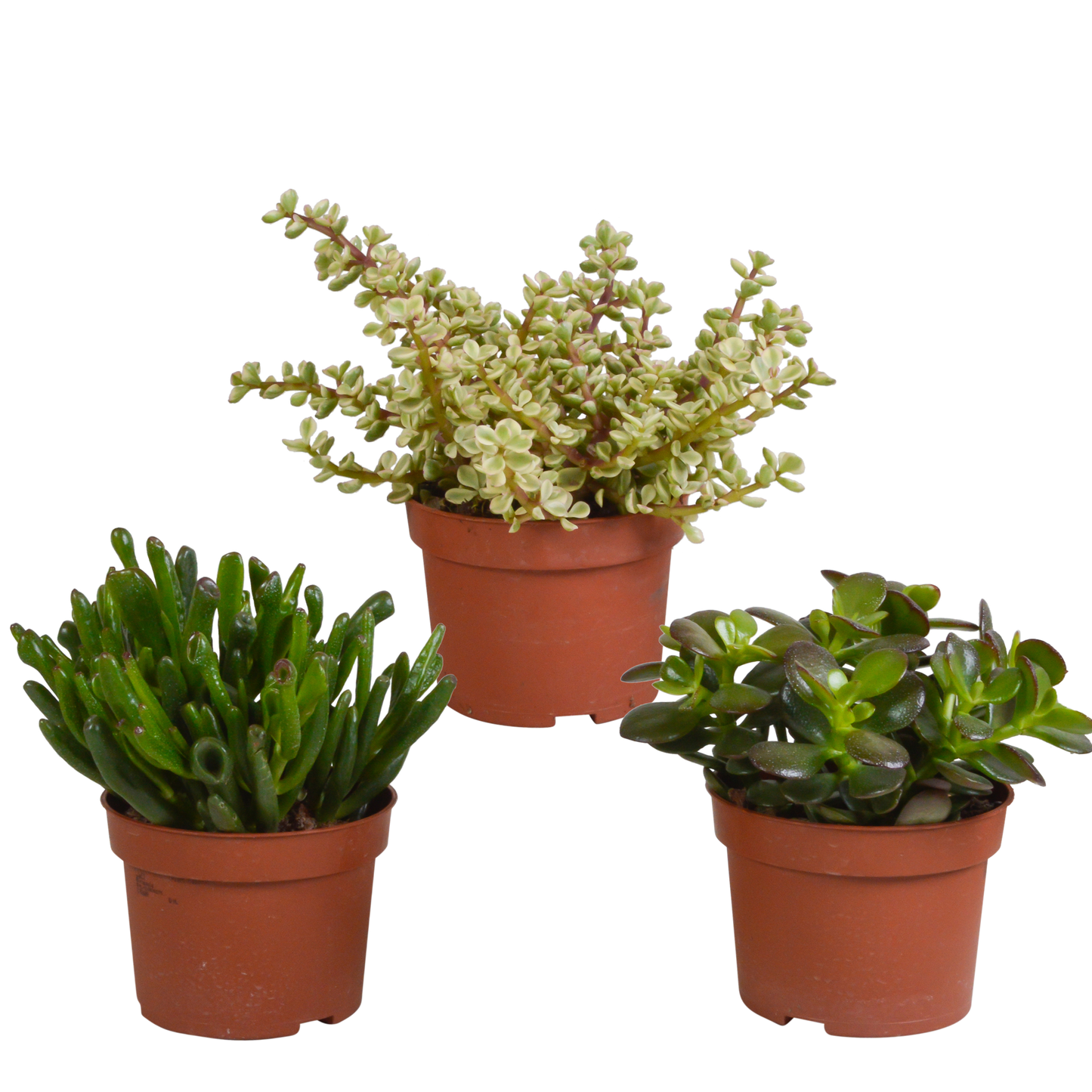 Crassula-Mischung 10,5 cm - 3x - zonder pot
