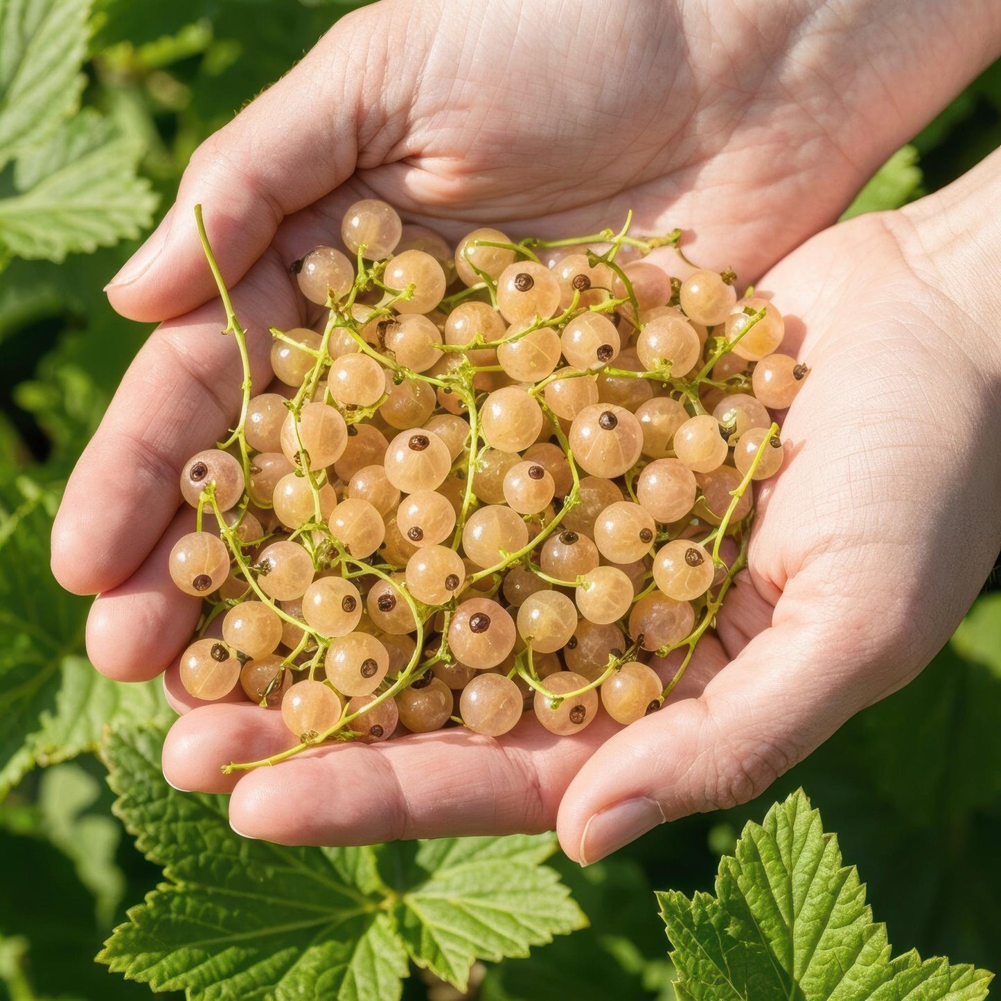 GreenboutiQ - Obstpflanzen - Witte Bes - Ribes rubrum Witte Hollander - Winterhart - 3 Pflanzen - Topf 9 cm - Witte Bes