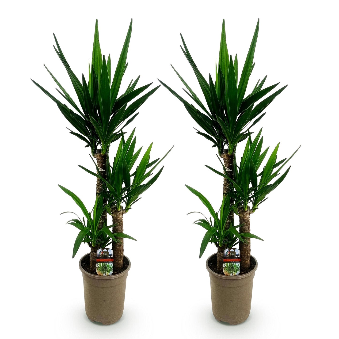 Green boutiQ - Zimmerpflanze - Yucca elephantipes - Yucca - Wenig Pflege - Grün - 2 - Topf 21cm - Höhe 100cm