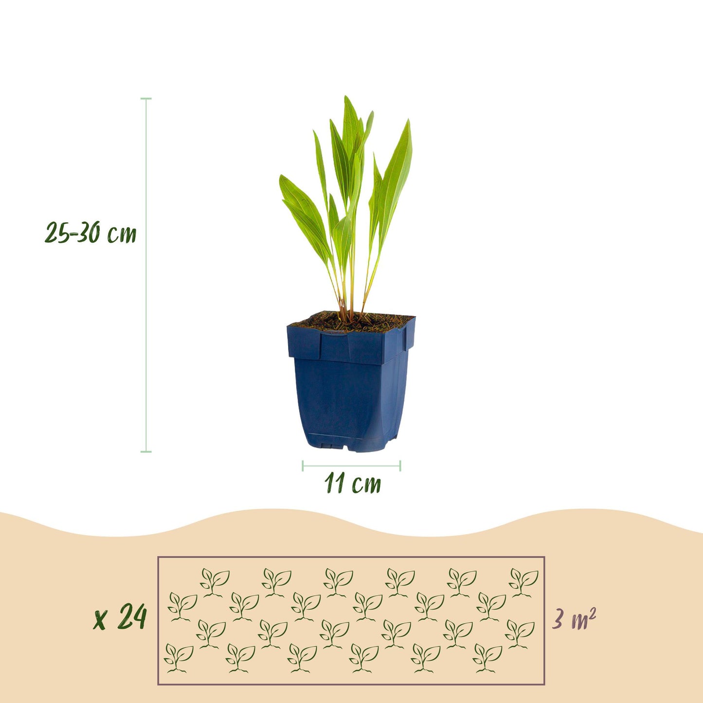 GreenboutiQ - Staudenpaket - Bienen- und Schmetterlingsanziehend - 24 Stauden - Für 3 m2 - Verschiedene Farben - Pflegeleicht - Topf 11cm
