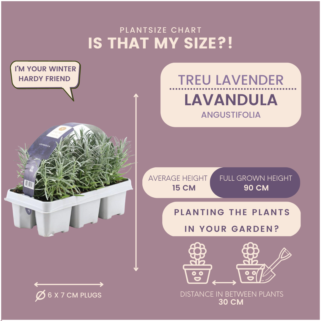 6 pack Lavendel angustifolia - 6 x Ø7 cm - ↕25 cm
