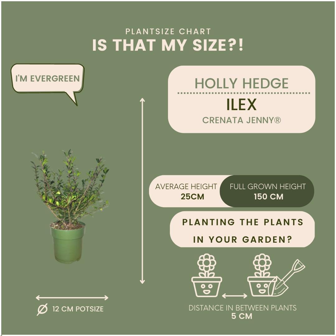 Plants by Frank - 1 Meter Stechpalmen Hecke - Ilex crenata 'Jenny'® - Pflanzenset mit 6 winterharten Heckenpflanzen - Immergrüne Hecke - Direkt von der Gärtnerei geliefert