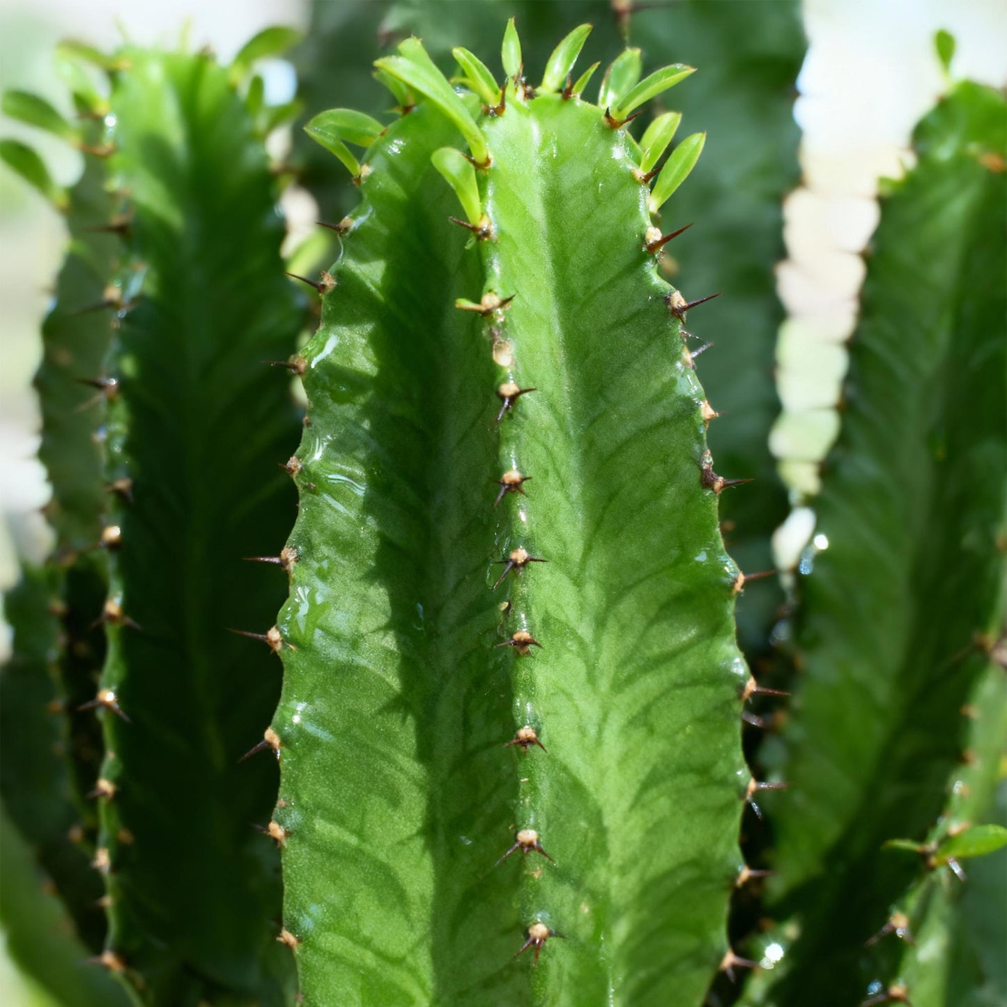 Green boutiQ - Zimmerpflanze - Euphorbia eritrea - Afrikanischer Milchbaum - Wenig Pflege - Grün - 2 - Topf 19cm - Höhe 70cm
