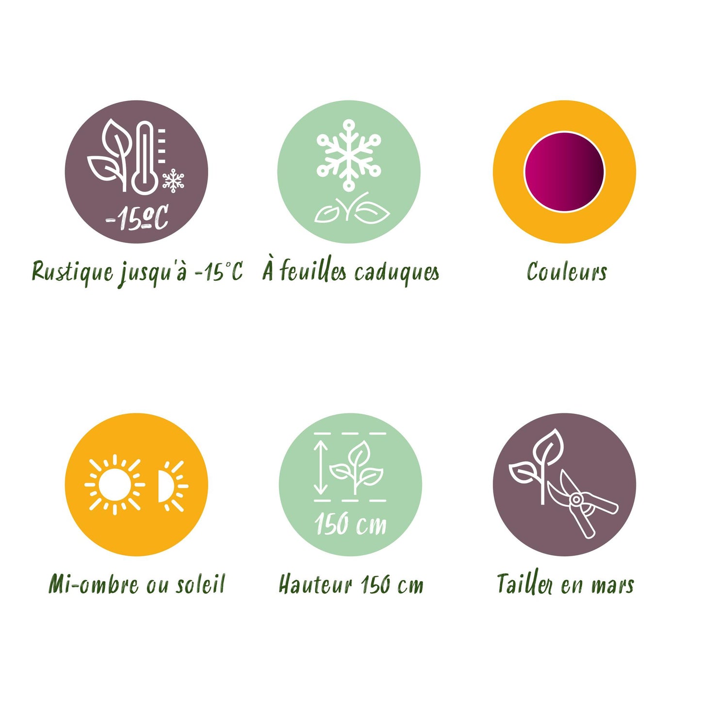 GreenboutiQ - Balkonpflanze - Japanischer Ahorn - Acer palmatum Skeetsers Broom - Lila - 2 Pflanzen - Laubabwerfend - Topf 19cm Höhe 70cm