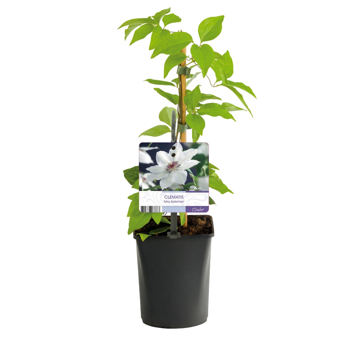GreenboutiQ - Kletterpflanze - Clematis Miss Bateman - Blüte Rosa - Wenig Pflege - 2 Pflanzen - Topf 11cm Höhe 40cm