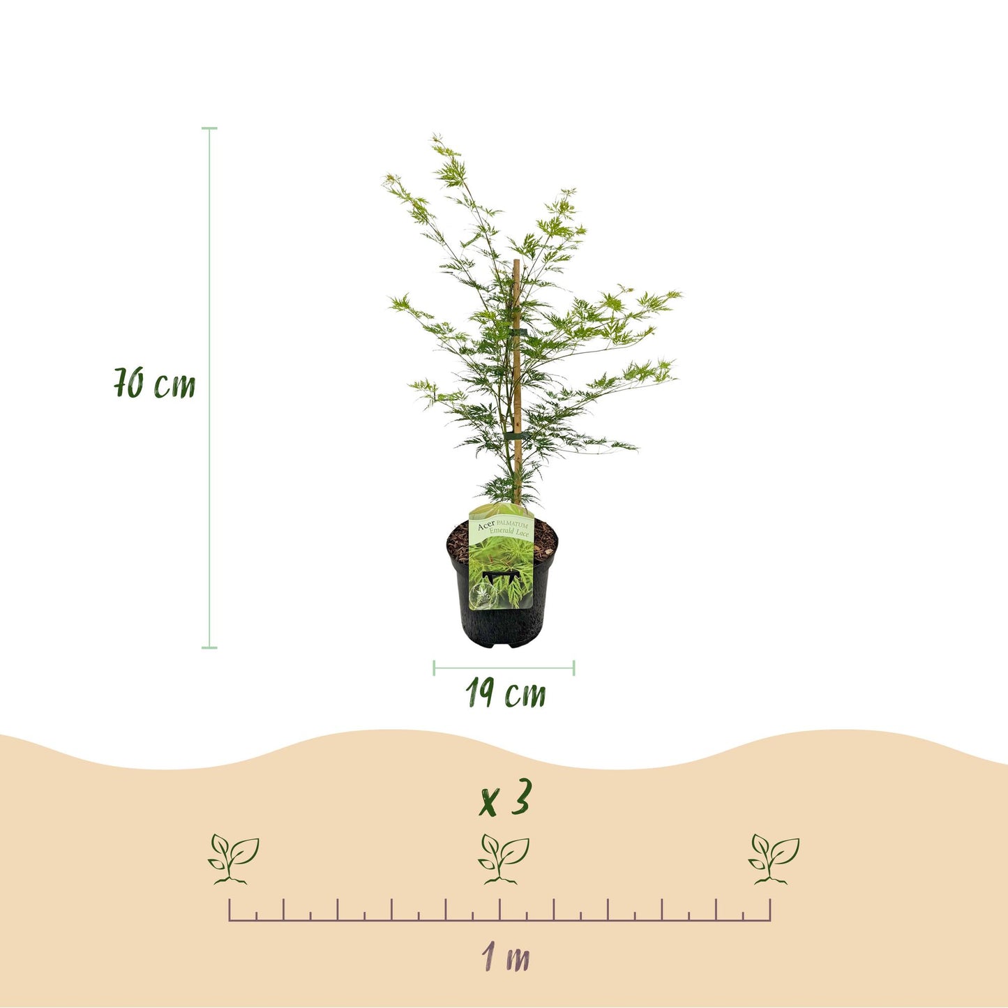 GreenboutiQ - Balkonpflanze - Japanischer Ahorn - Acer palmatum Emerald Lace - Grün - 2 Pflanzen - Laubabwerfend - Topf 19cm Höhe 70cm