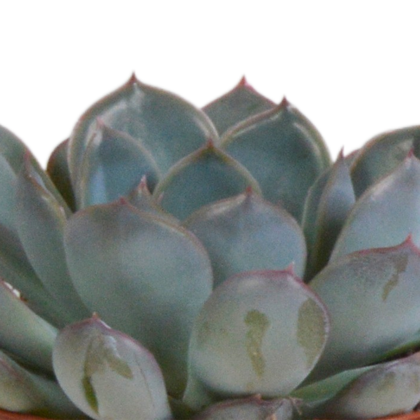 Echeveria-Mischung 8,5 cm - 3x - in terracotta pot