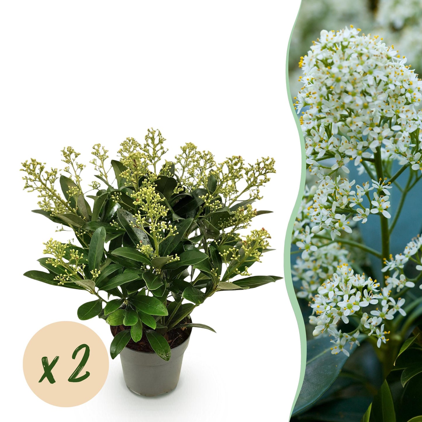 GreenboutiQ - Terrassenpflanze - Skimmia japonica Finchy - Blüte Weiß - 15+ Blüten - 2 Pflanzen - Winterhart - Topf 15cm Höhe 30cm