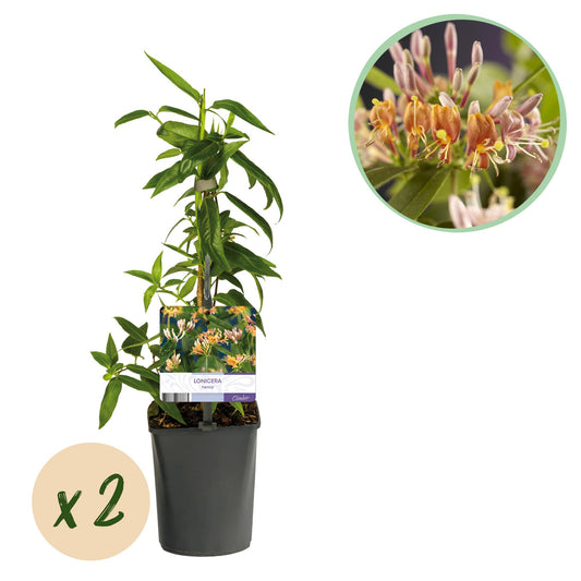 GreenboutiQ - Geißblatt - Lonicera henryi - Blüte Rosa - Wenig Pflege - 2 Pflanzen - Topf 11cm Höhe 40cm