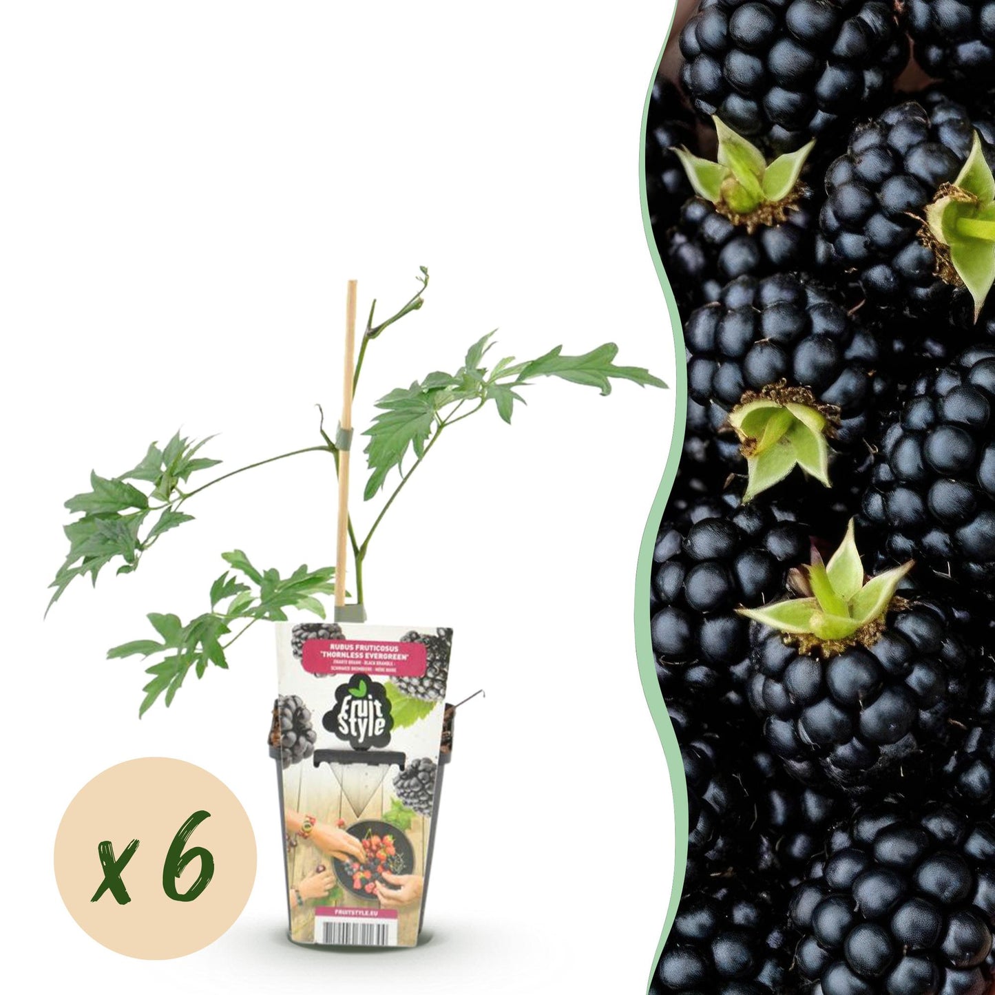 GreenboutiQ - Obstpflanzen - Immergrüne Brombeere - Rubus Thornless Evergreen - Winterhart - 6 Pflanzen - Topf 9 cm - Schwarze Brombeere