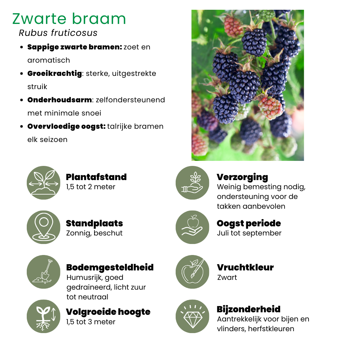 "Fruchtoase" BIO Obstpflanzen set im mix von 5 verschiedene Sorten