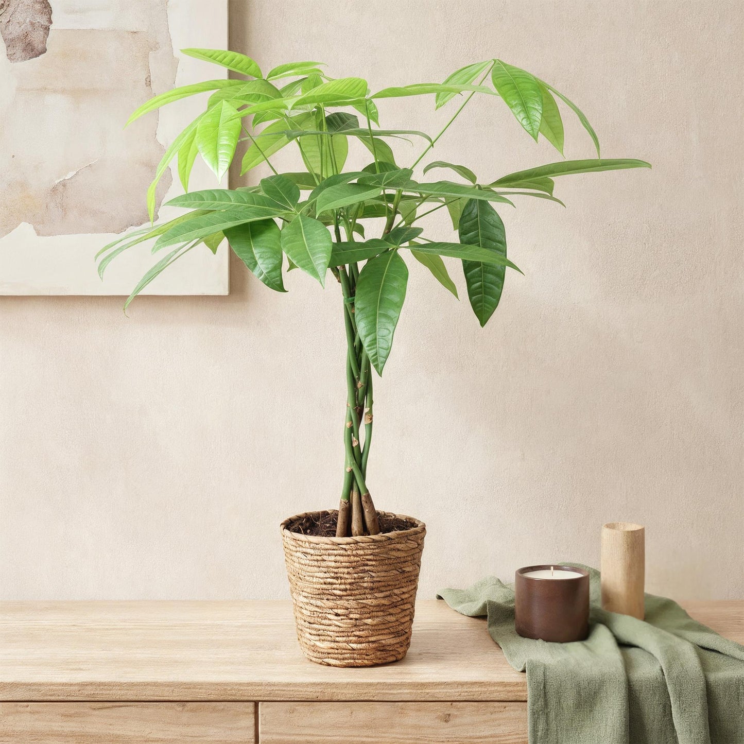 Green boutiQ - Zimmerpflanzen - Geflochtene Stamm Pachira Aquatica - Geldbaum - Wenig Pflege - mit Korb - Grün - 2 Pflanzen - Topf 17cm - Höhe 60-70cm