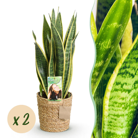 Green boutiQ - Zimmerpflanzen - Sanseveria Laurentii - Schwiegermutterzunge - Pflegeleicht - mit Korb - Grün - Gelb - 2 Pflanzen - Topf 17cm - Höhe 60-70cm