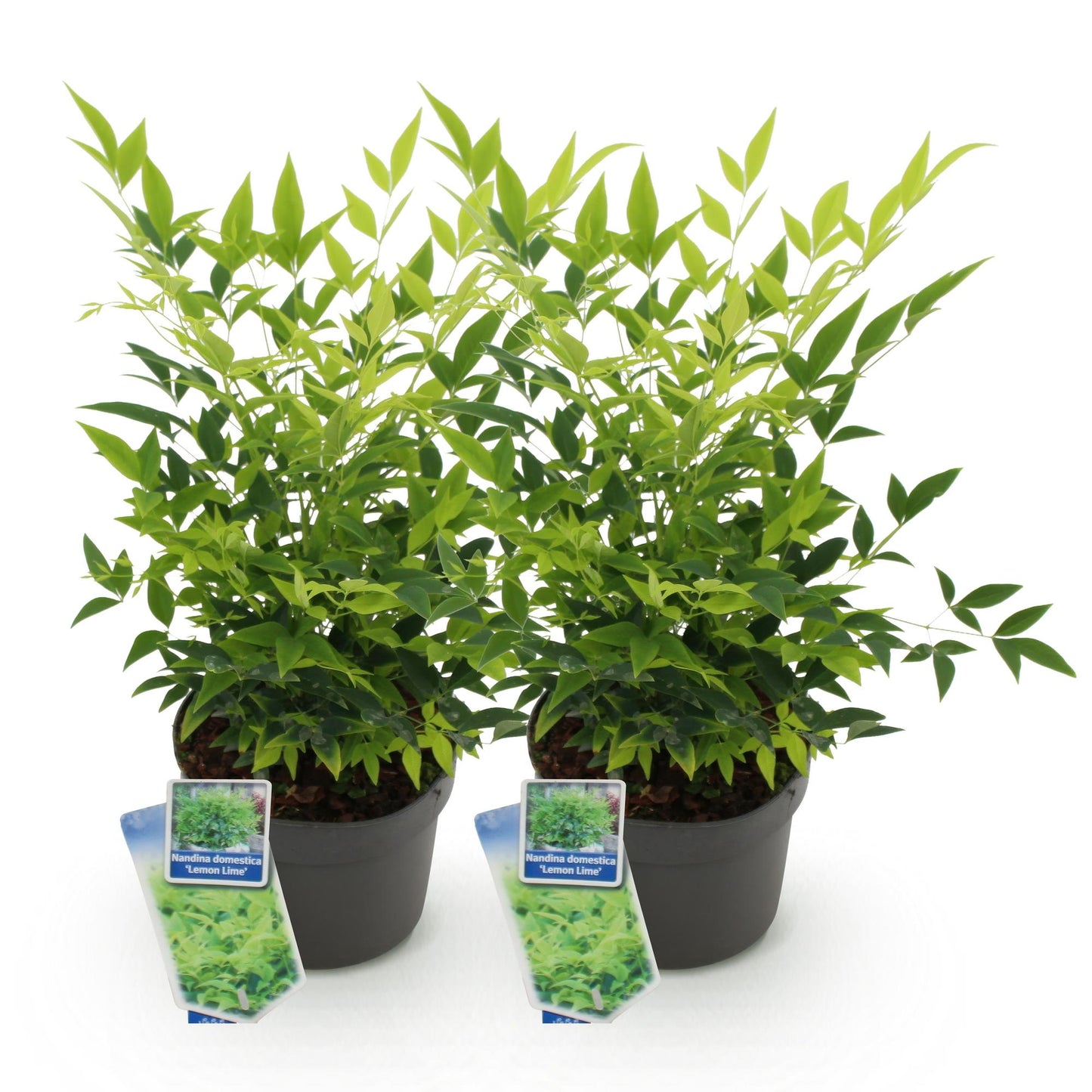 GreenboutiQ - Gartenpflanze - Nandina Lemon & Lime - Gelb - 2 Pflanzen - Immergrün - Wenig Pflege - Topf 17cm Höhe 45cm