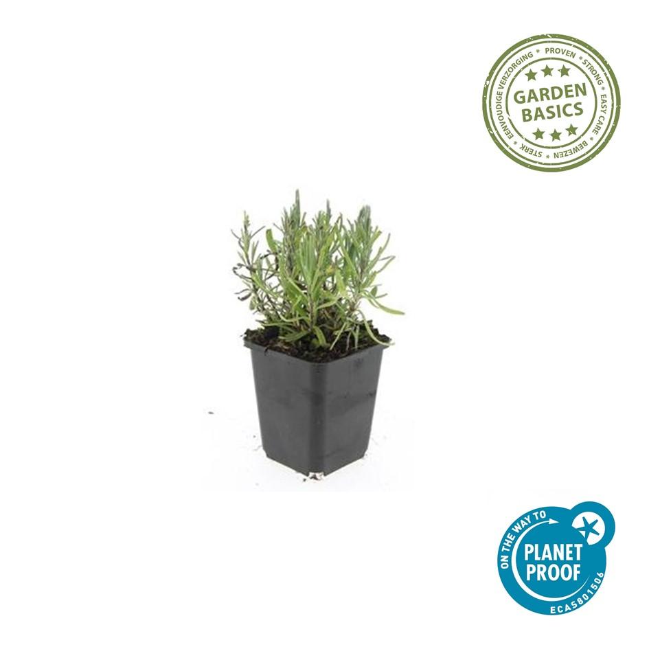 40x Lavandula ang. 'Munstead' - ↕10-25cm - Ø9cm
