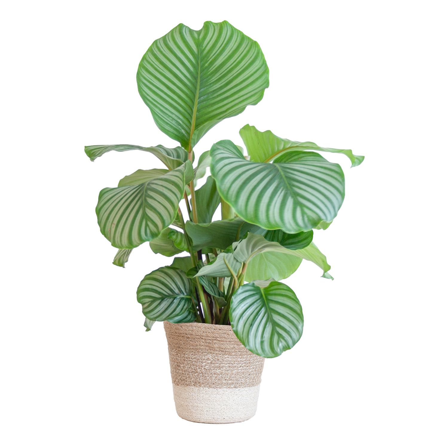 Calathea Orbifolia mit weißem Lissabon-Korb - 65cm - Ø19
