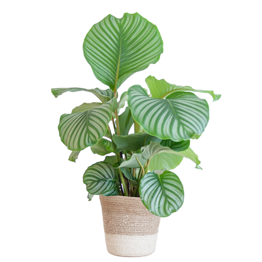 Calathea Orbifolia mit weißem Lissabon-Korb - 65cm - Ø19