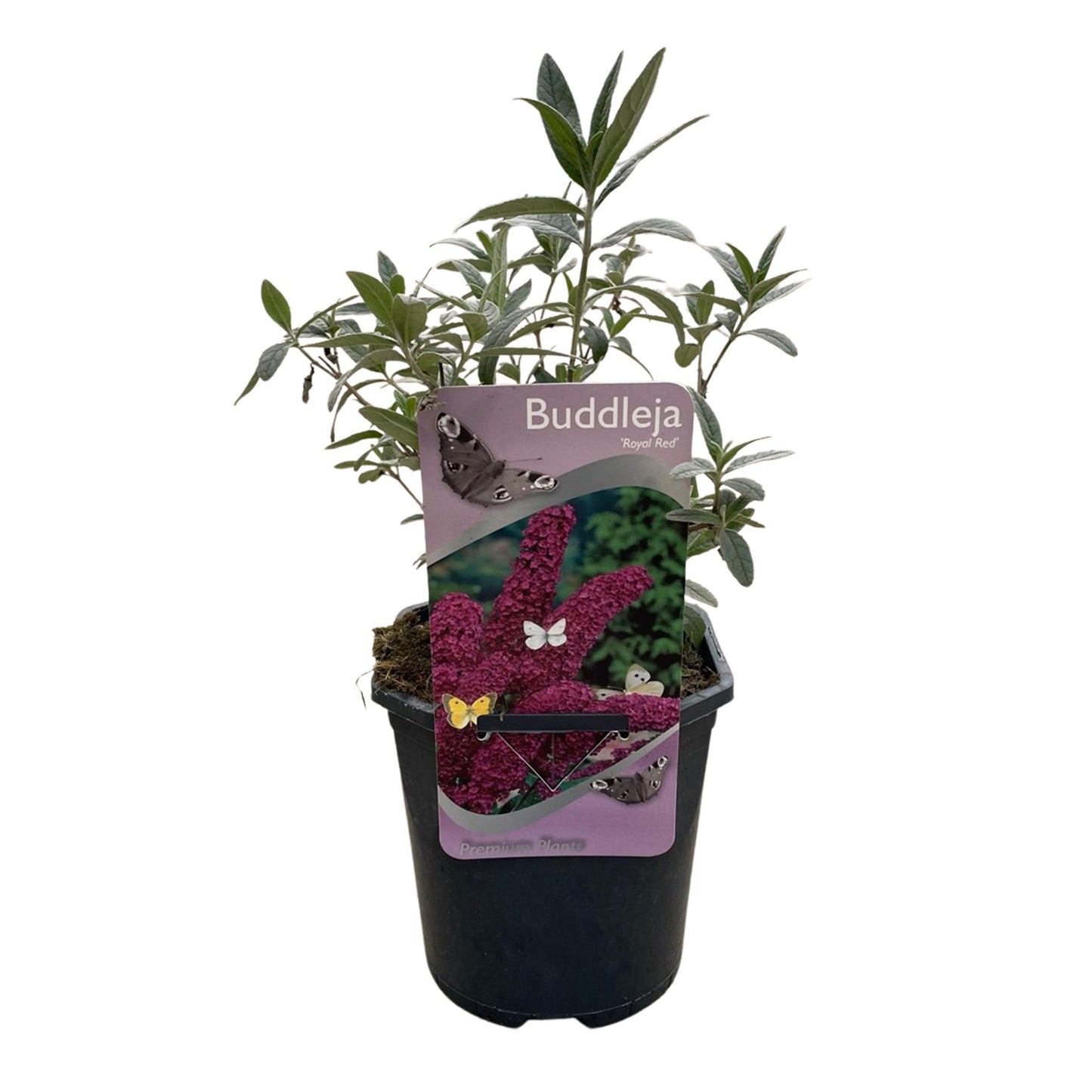 GreenboutiQ - Schmetterlingsstrauch - Buddleja davidii Royal Red - Blume Rot - 1 Pflanze - Laubabwerfend - Schmetterlingsanziehend - Topf 17cm Höhe 25cm