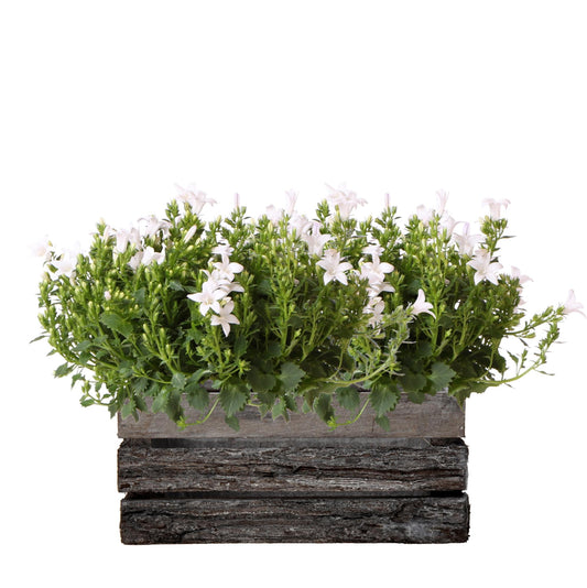 Campanula Addenda Ambella weiß - Holzschale mit 2 Gartenpflanzen - Topfgröße 12cm - mehrjährig - winterhart