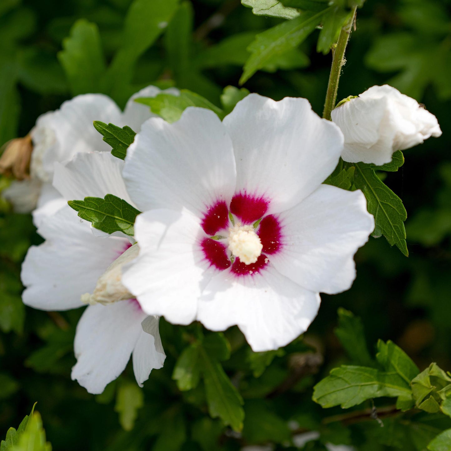 GreenboutiQ - Sträucher - Hibiscus syriacus Red Heart - Blüte Weiß Mit Rotem Herzen - 1 Pflanze - Laubabwerfend - Wenig Pflege - Topf 17cm Höhe 45cm