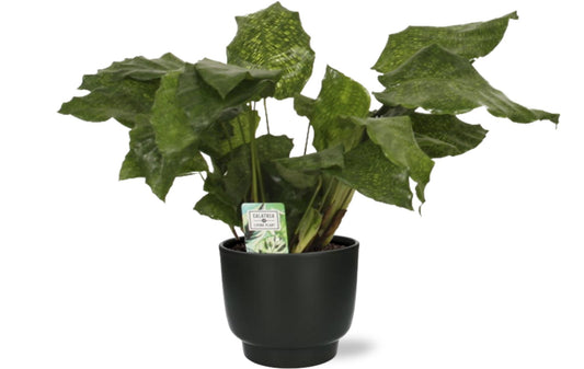 Calathea Network - Ø14cm - ↕30cm +  Potenza Pot D15x13cm - Schwarz