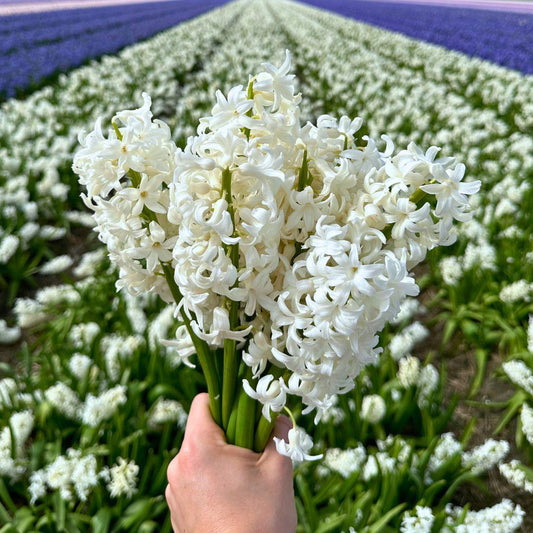Flowerbulbs Amsterdam - Louvre - 10 Blumenzwiebeln - Gr��e 14/15