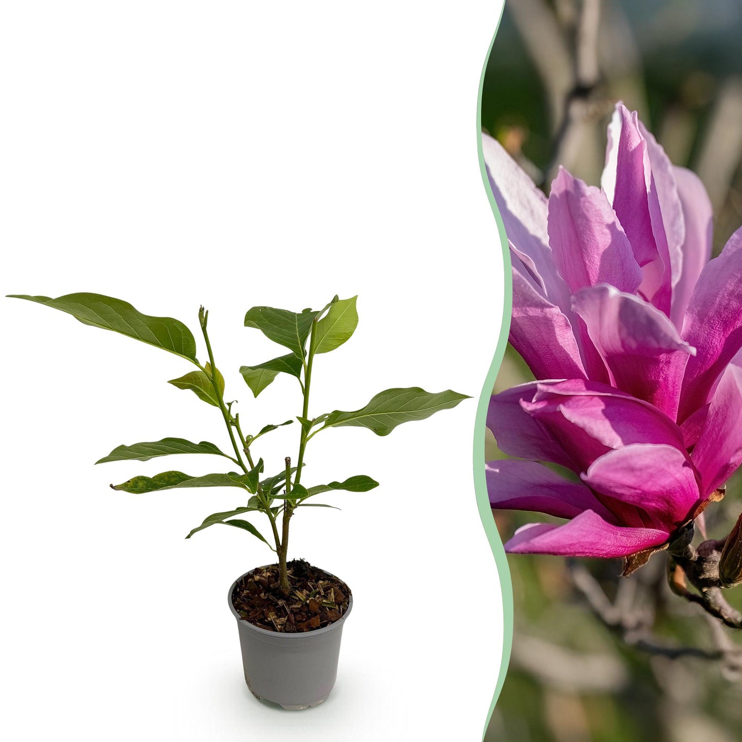 GreenboutiQ - Gartenpflanze - Magnolia liliiflora Nigra - Blüte Lila - 1 Pflanze - Laubabwerfend - Geringer Pflegeaufwand - Topf 12cm Höhe 30cm