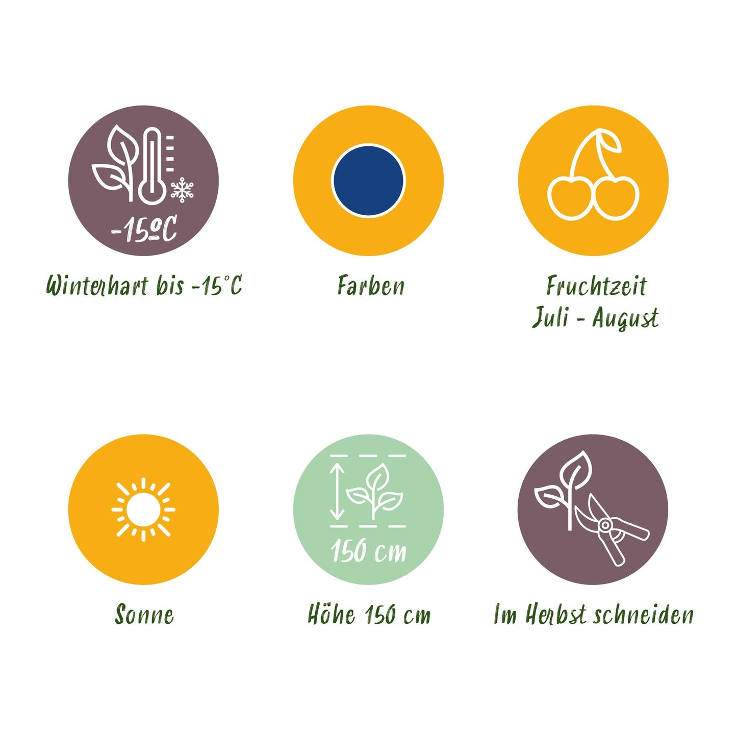 GreenboutiQ - Obstpflanzen - Blaubeere - Vaccinium corymbossum Bluegold - Winterhart - 3 Pflanzen - Topf 9 cm - Blaubeere