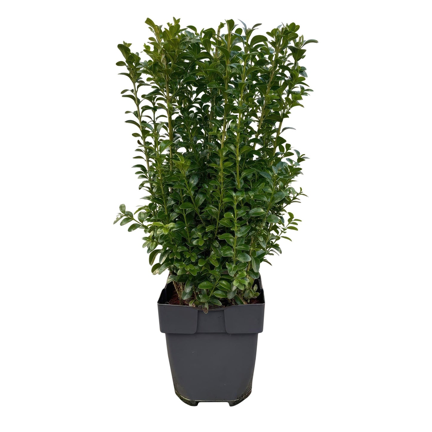 GreenboutiQ - Heckenpflanzen - Buxus sempervirens - Blatt grün - 6 Pflanzen - 1 laufender Meter - immergrün - Topf 17cm Höhe 45cm