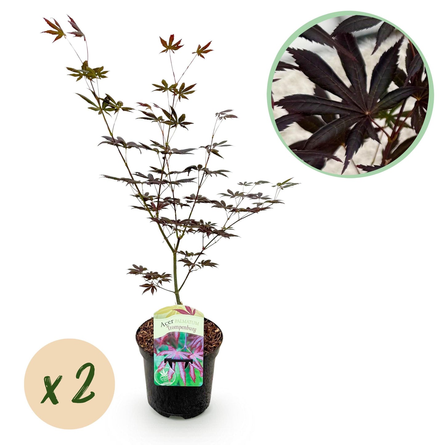 GreenboutiQ - Balkonpflanze - Japanischer Ahorn - Acer palmatum Trompenburg - Dunkel Lila - 2 Pflanzen - Laubabwerfend - Topf 19cm Höhe 70cm
