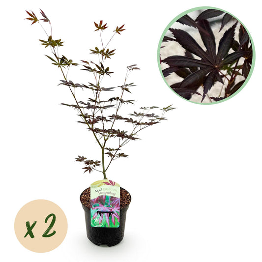 GreenboutiQ - Balkonpflanze - Japanischer Ahorn - Acer palmatum Trompenburg - Dunkel Lila - 2 Pflanzen - Laubabwerfend - Topf 19cm Höhe 70cm