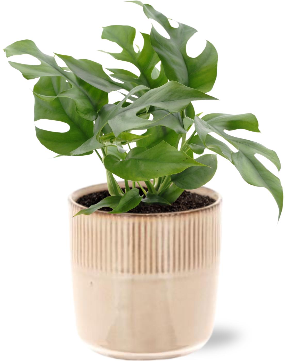 Monstera Minima - Ø12cm - ↕25cm + Terni Pot D13,5x13cm - Rosa