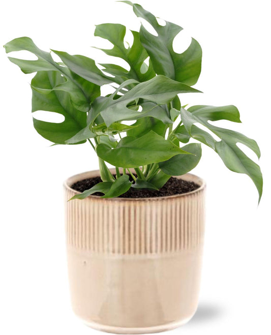 Monstera Minima - Ø12cm - ↕25cm + Terni Pot D13,5x13cm - Rosa
