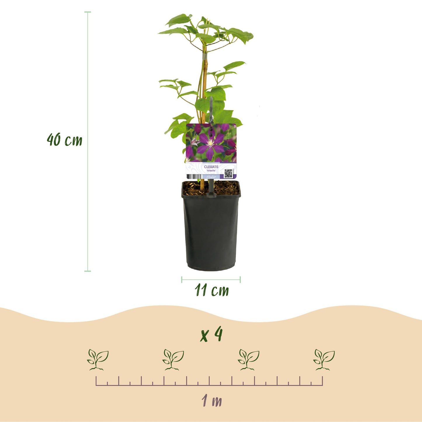 GreenboutiQ - Kletterpflanze - Clematis Mikelite - Blüte Lila - Wenig Pflege - 2 Pflanzen - Topf 11cm Höhe 40cm