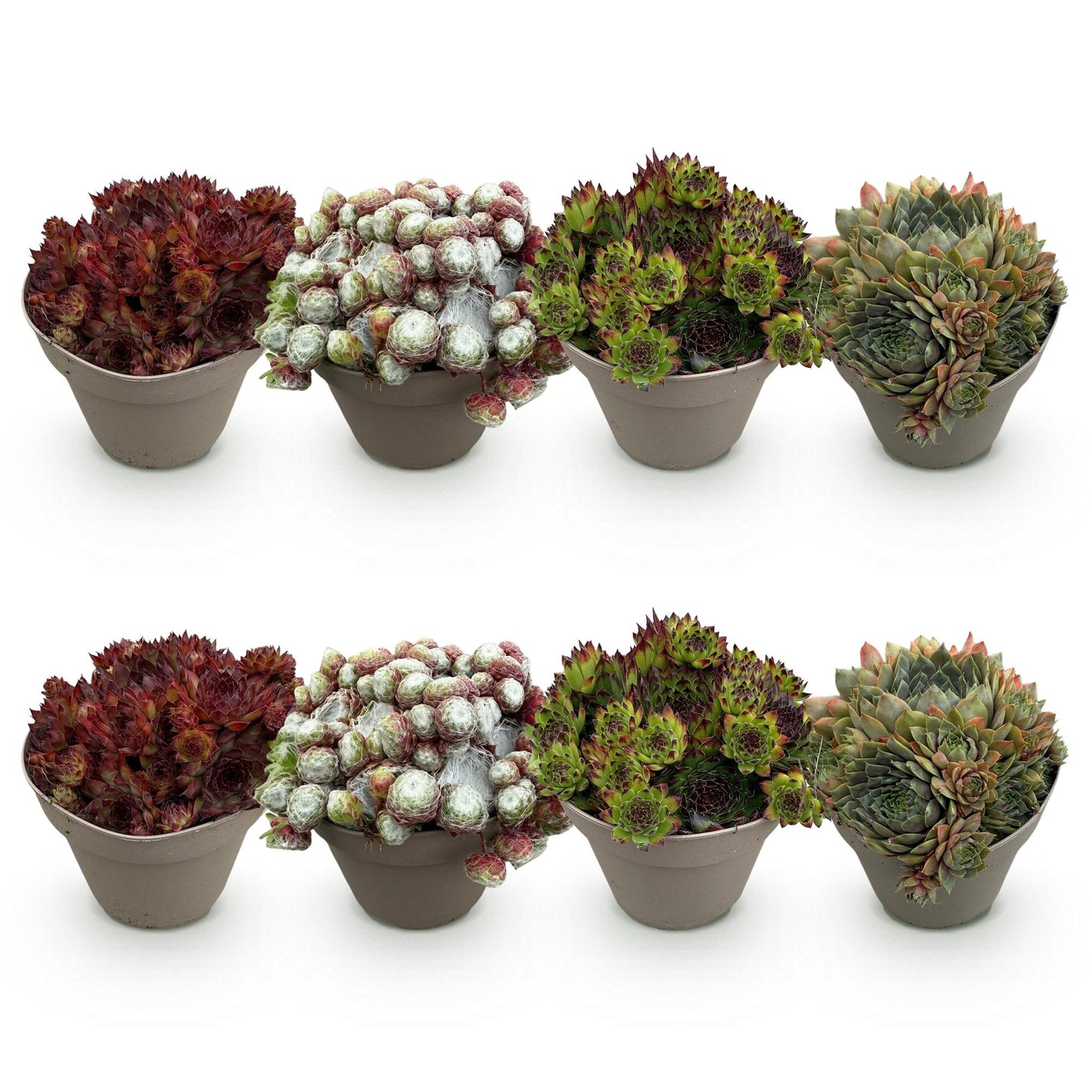 GreenboutiQ - Bodendecker - Winterhart - Sempervivum Big Sam - 8 Pflanzen - Verschiedene Farben - Wenig Pflege - Topf 14cm Höhe 17cm