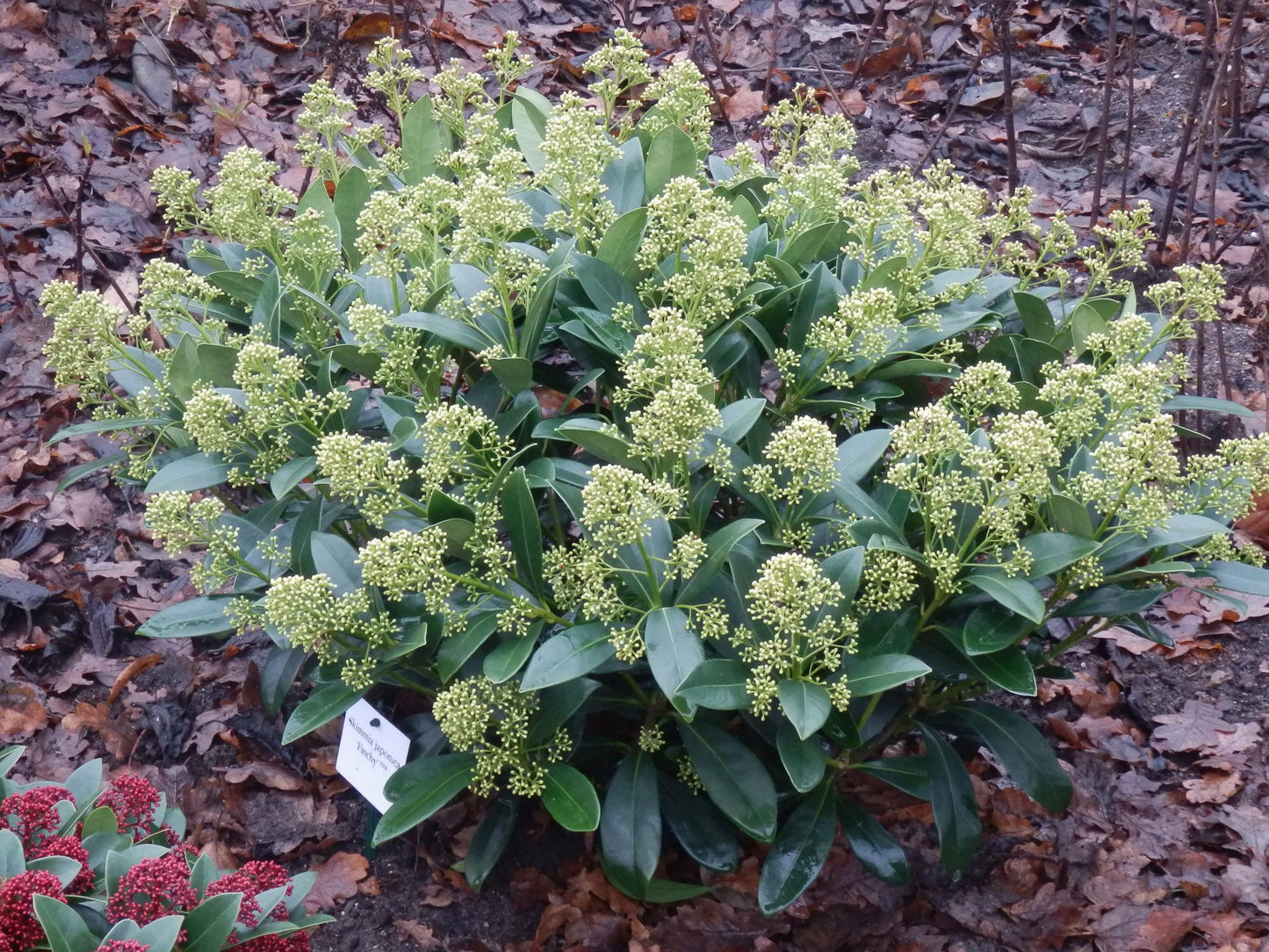 GreenboutiQ - Terrassenpflanze - Skimmia japonica Finchy - Blüte Weiß - 10+ Blumen - 3 Pflanzen - Winterhart - Topf 10,5cm Höhe 25cm