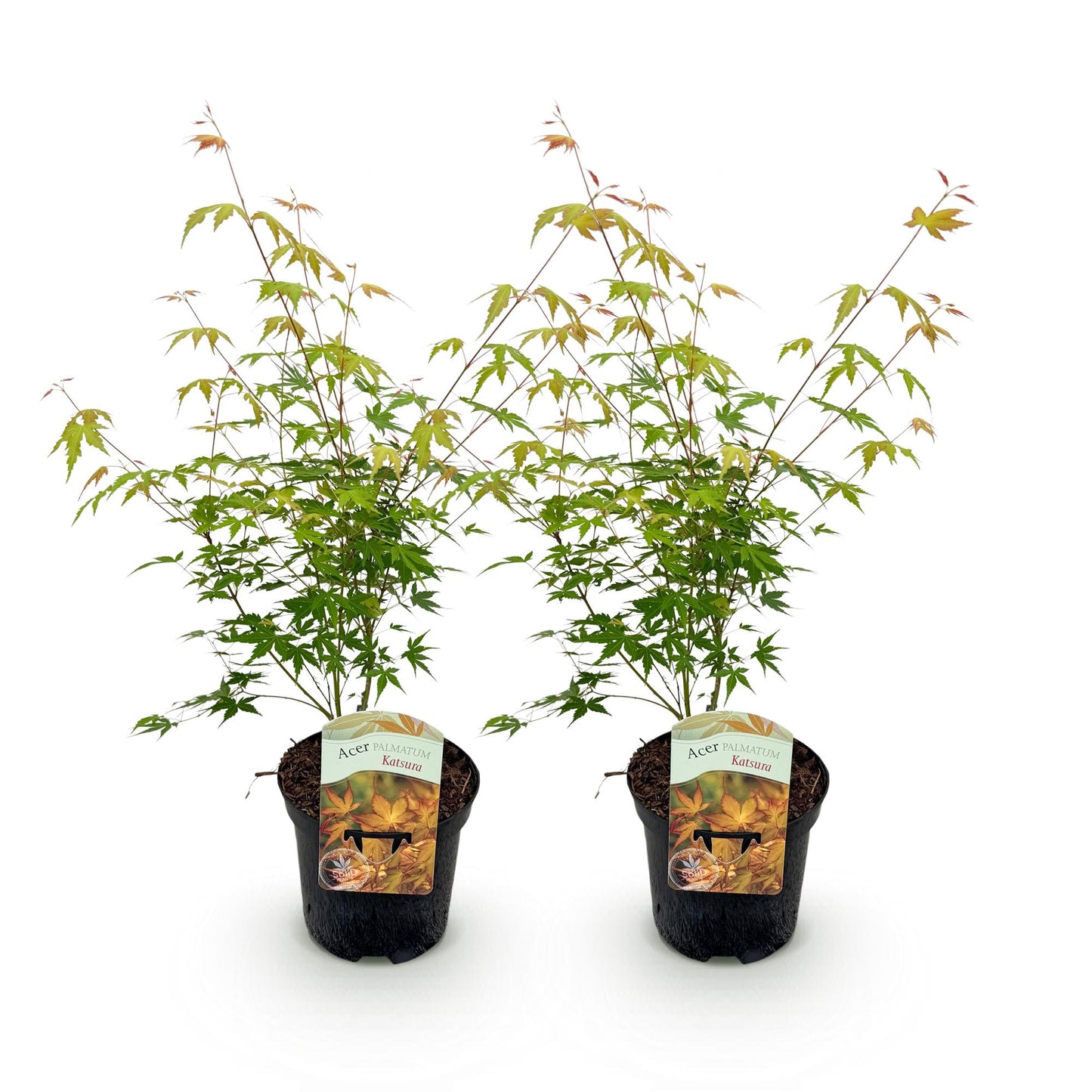 GreenboutiQ - Balkonpflanze - Japanischer Ahorn - Acer palmatum Katsura - Orange - 2 Pflanzen - Laubabwerfend - Topf 19cm Höhe 70cm