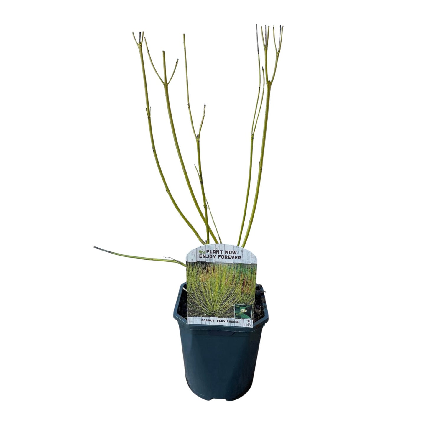 GreenboutiQ - Sträucher - Cornus alba Flaviramea - Grüne Zweige - 1 Pflanze - Laubabwerfend - Wenig Pflege - Topf 17cm Höhe 45cm