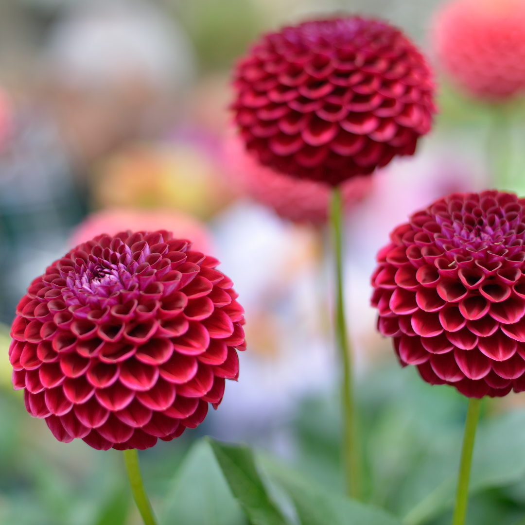 Flowerbulbs Amsterdam Super Mix - Paket mit 8 verschiedenen Dahlien, 1,5 m² Dahlienvergnügen