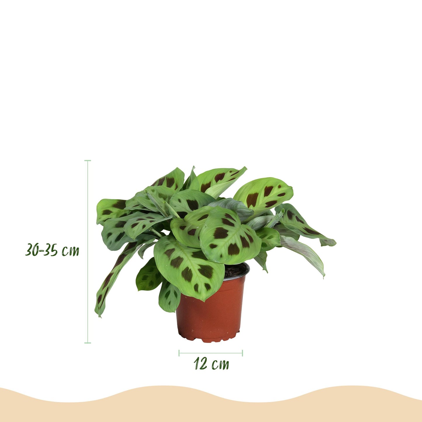 Green boutiQ - Zimmerpflanze - Maranta Fascinator Kerchoveana - Gebetsblatt - Haustierfreundlich - Grün - 4 Pflanzen - Topf 12cm - Höhe 30-35cm