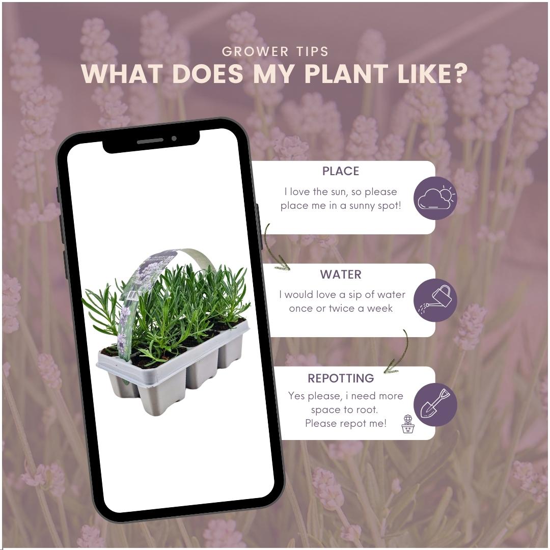 2 x 6 pack Lavendel angustifolia white - 12 x Ø7 cm - ↕15 cm