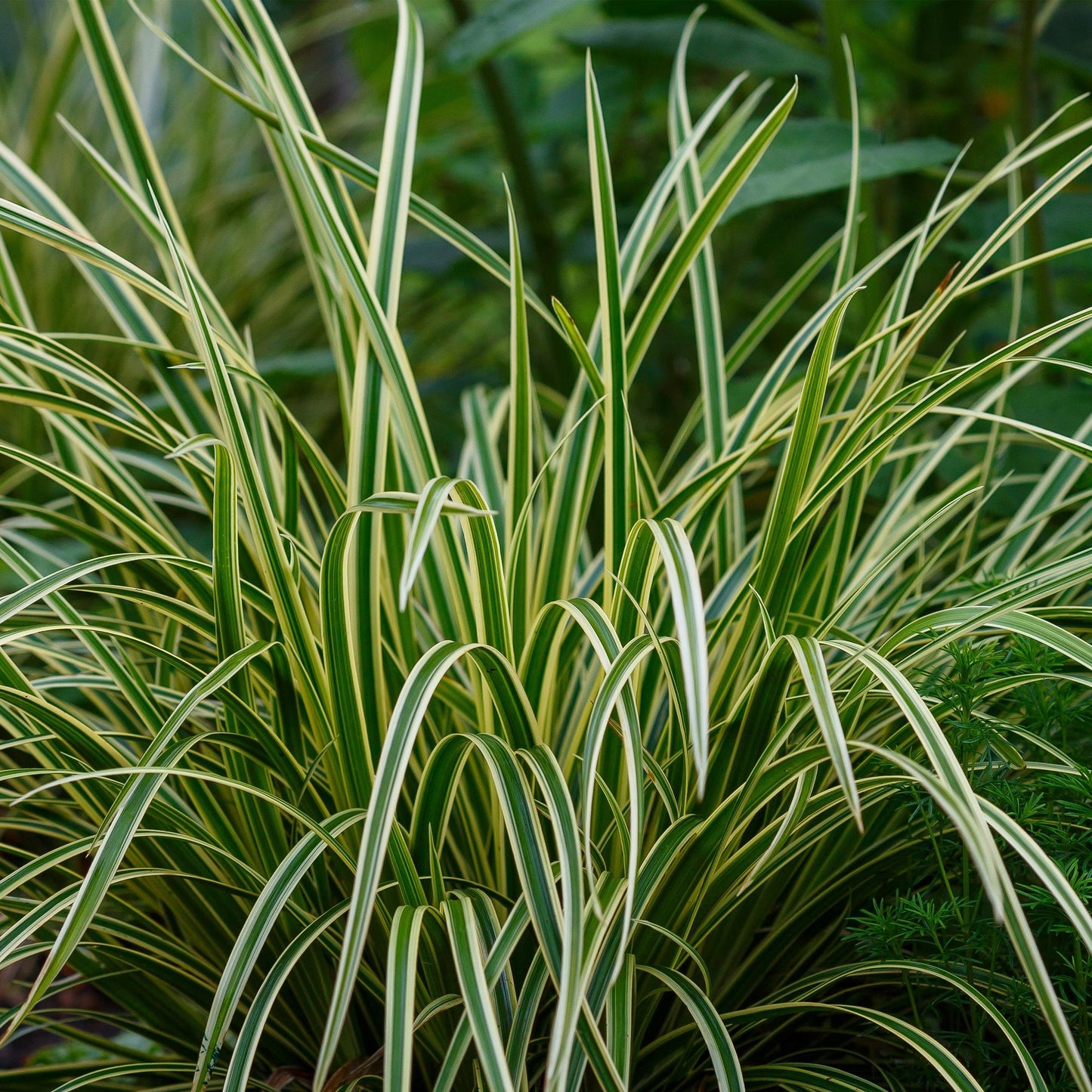 GreenboutiQ - Ziergräser - Carex morrowii Ice Dance - Weiß & Grün - 2 Pflanzen - Immergrün - Wenig Pflege - Topf 17cm Höhe 50cm