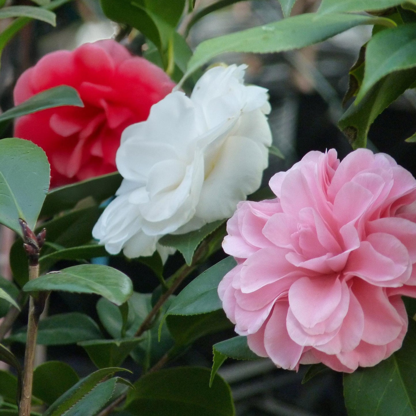 GreenboutiQ - Sträucher - Camelia japonica Tricolour - Blüte Rosa, Weiß und Rot - 1 Pflanze - Immergrün - Topf 15cm Höhe 30cm