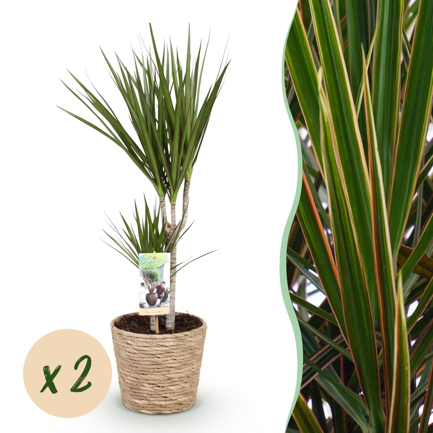 Green boutiQ - Zimmerpflanzen - Dracaena Marginata - Drachenbaum - Pflegeleicht - mit Korb - Grün - 2 Pflanzen - Topf 17cm - Höhe 70-80cm