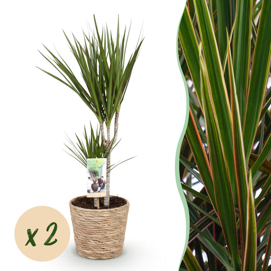 Green boutiQ - Zimmerpflanzen - Dracaena Marginata - Drachenbaum - Pflegeleicht - mit Korb - Grün - 2 Pflanzen - Topf 17cm - Höhe 70-80cm