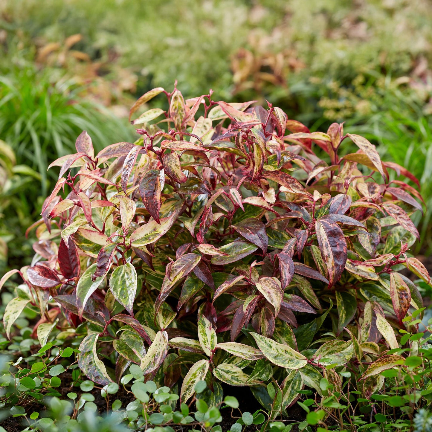 GreenboutiQ - Gartenpflanze - Leucothoe Makijaz - Braun - 2 Pflanzen - Immergrün - Wenig Pflege - Topf 17cm Höhe 45cm