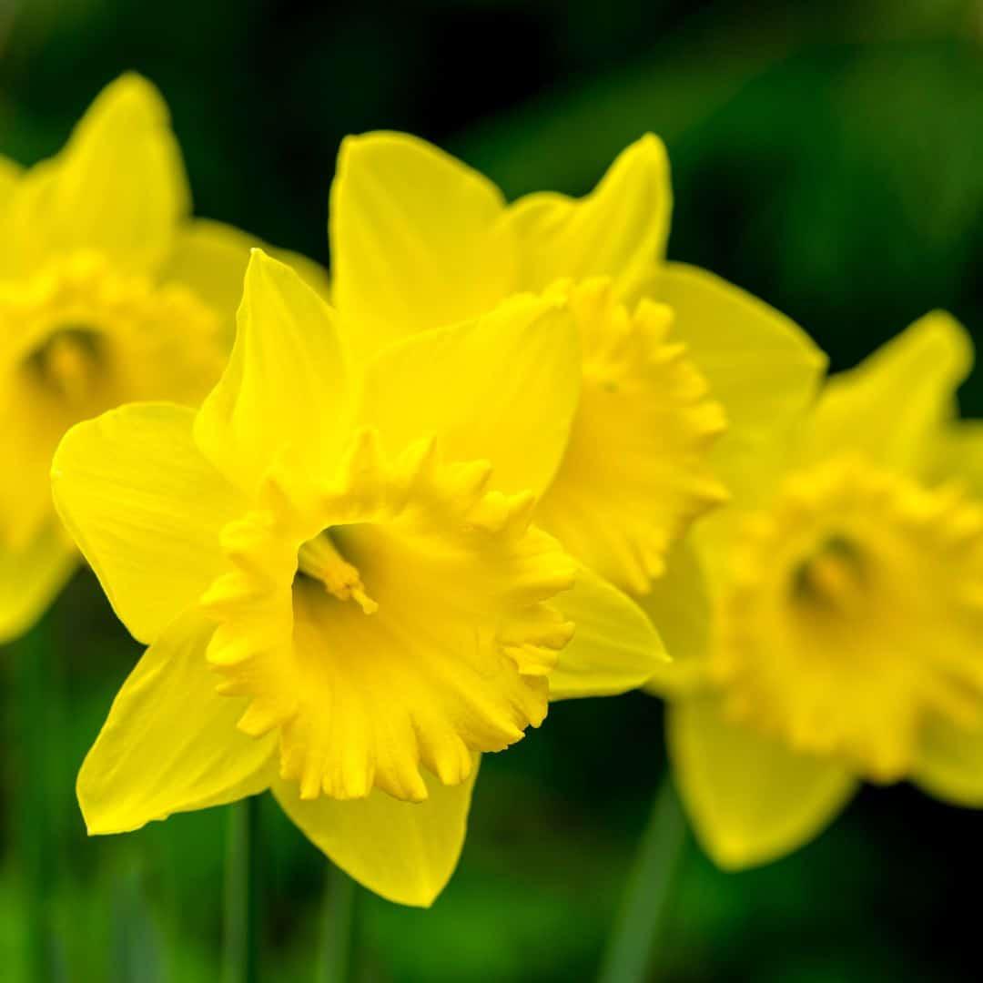 Flowerbulbs Amsterdam - Dutch Master - 10 Blumenzwiebeln - Gr��e 12/14