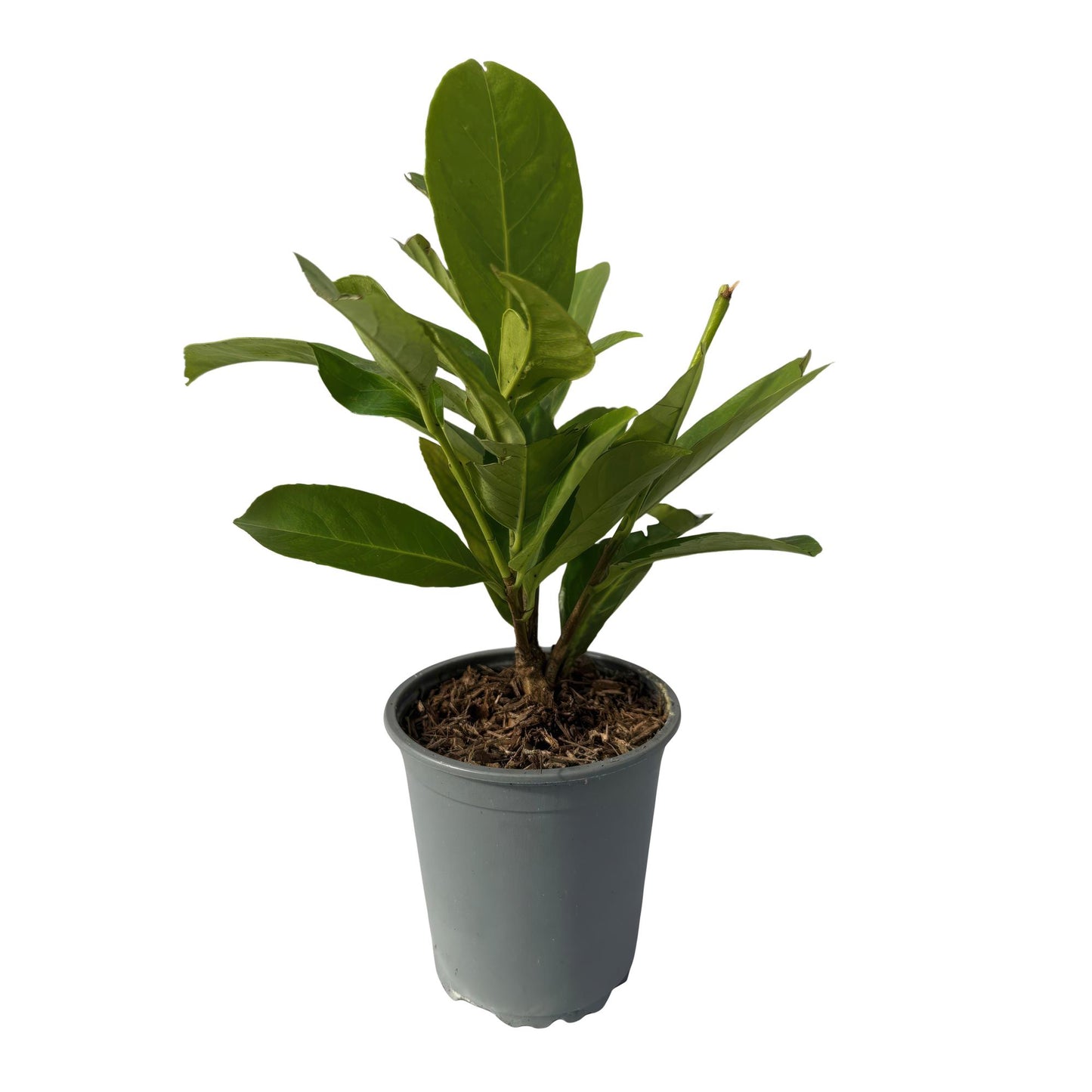 GreenboutiQ - Heckenpflanzen - Prunus laurocerasus Rotundifolia - Blatt grün - 8 Pflanzen - 1 laufender Meter - immergrün - Topf 9cm Höhe 30-35cm
