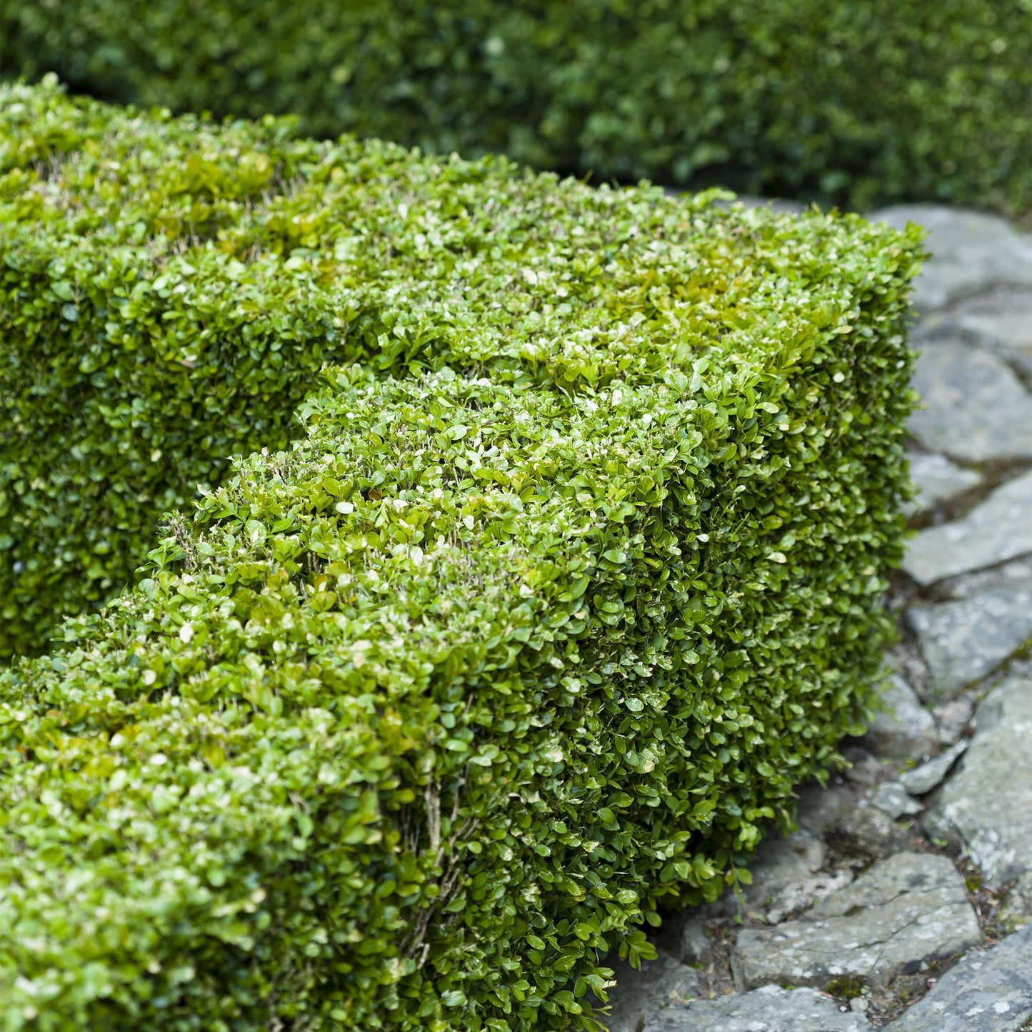 GreenboutiQ - Heckenpflanzen - Buxus sempervirens - Blatt grün - 6 Pflanzen - 1 laufender Meter - immergrün - Topf 17cm Höhe 45cm